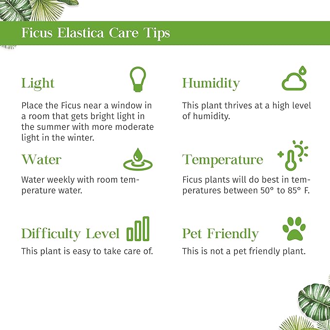 Ficus 'Ginseng' Live Plant for Indoor | Different Houseplants in 4'' & 6'' Pot | Real House Plant for Living Room, Office, Desk & Bathroom | Pot-Bellied Ficus