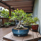 Bonsai Pots - 13 Inch Ceramic Succulent Pots for Indoor Outdoor, Large Succulent Planter with Drainage Hole and Saucer, Round Shallow Flower Planters, Porch Decor, Gardening Gifts, Blue