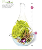 Creations by Nathalie - DIY Terrarium Kit with Live Air Plant (Local & Fresh from Florida), Glass Tear Drop, Reindeer Moss, Figurine, Healing Crystal Chips and Sand - Handmade in USA