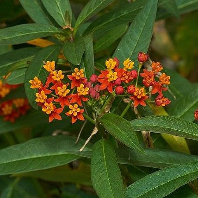 Chalily Mexican Butterfly Weed, a Great Live Pond Plant for Your Water Garden. Filters The koi and Goldfish Pond. Good for Bogs, Plant Shelf or Shallow Water This marginal Aquatic is a Real Beauty