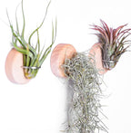 MITIME Air Plants Holders-Real Wood Live Air Plant Holders.Rustic Air Plant Stand,Wall-mounted to save space.(Plants not included)(Orbicular Set of 6)