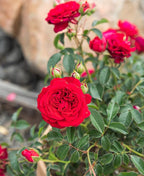 Fresh Roses for Delivery Prime, Red Roses Live Rose Bush Plants, Indoor Rose Plant Lover Gifts, Fresh Flowers for Delivery Prime, Potted Rose Plant Live Plants, Outdoor Plants Live by Plants for Pets