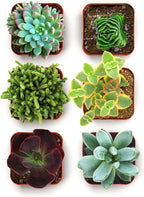 Shop Succulents Everything Mini Succulent Plant Pack – Live Mini Succulent Plants, Assorted Colorful Mix, Easy Care Houseplants – Gardening, Terrariums, Gifts & Party Favors, 2" Pots