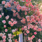 300+ Climbing Rose Seeds for Planting - Rare Climbing Rose Rosa Bush Vine Non-GMO Heirloom Climbing Flowers Seeds Outdoor Indoor Garden