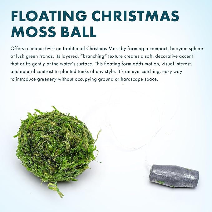 SubstrateSource Live Planted Decor - Christmas Moss Ball - Deep Green Freshwater Aquatic Plant, Low Light Aquarium Hardscape Accent for Aquascaping, Moderate Growth Rate - 1 Pack