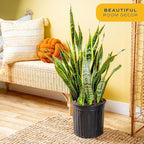 Costa Farms Snake Plant, Extra Large Live Plant in Plastic Pot, Easy to Maintain, Air Purifying Succulent Indoor Houseplant, Assorted Variety, Home, Room, or Boho Decor, 3-4 Feet Tall