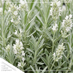 Live Lavender 2-Pack – White – Fragrant Sun Perennial Herb, Pollinator Friendly, 10” Tall, 1 Qt Pot