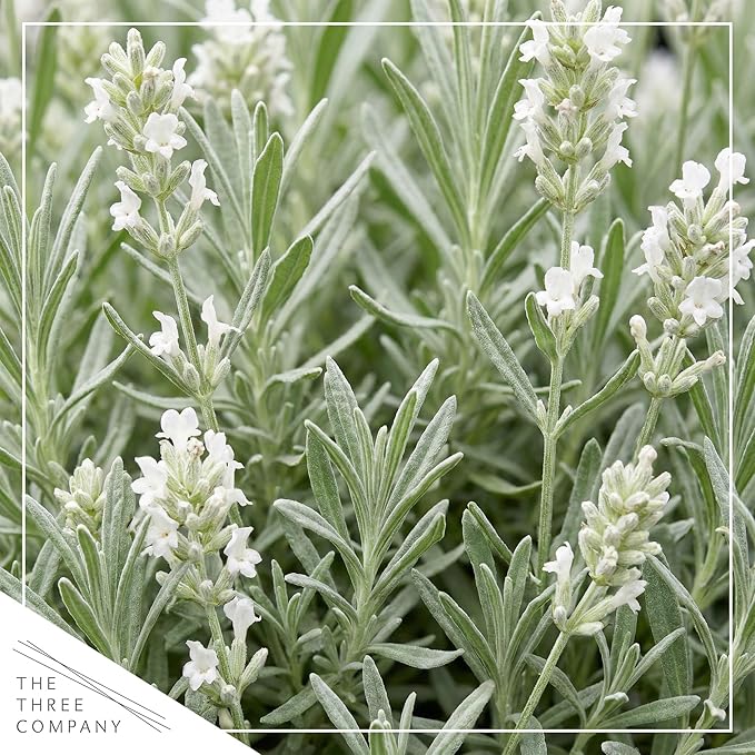 Live Lavender 2-Pack – White – Fragrant Sun Perennial Herb, Pollinator Friendly, 10” Tall, 1 Qt Pot