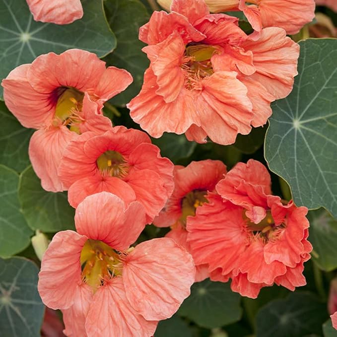 Rare Nasturtium Seeds for Planting - 150+ Mixed Nasturtium Seeds (Tropaeolum majus) Non-GMO, Attracts Pollinators