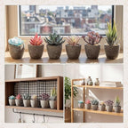 Set of 6 Artificial Succulents Potted - Realistic Mini Fake Cactus Plants in Paper Pulp Pots, 2-4'' Mixed Sizes for Farmhouse Shelf, Bathroom, Coatrack Shelf, Bedroom Indoor(Vivid Style)