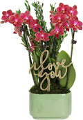 Green Circle Growers 4" Mini Red Orchid – Love You Edition in Sage Ceramic Planter, Live Indoor Orchid Gift