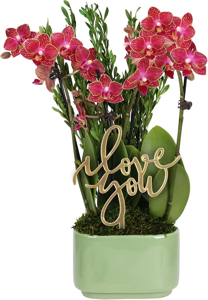 Green Circle Growers 4" Mini Red Orchid – Love You Edition in Sage Ceramic Planter, Live Indoor Orchid Gift