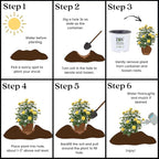 Proven Winners 2 Gal. Rise Up Ringo Climbing Rose Shrub