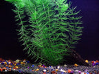 Texas Aquarium Plant Bundle - 20 Species Live Aquarium Plants Package