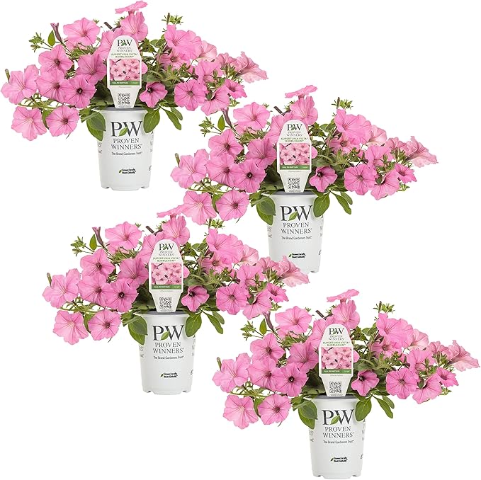 Proven Winners® Petunia Plant - Supertunia Vista Bubblegum - 4 Pack - Annual Flower for Spring & Summer Blooms - 6" Tall x 6" Wide, 1.56 Pt Pot