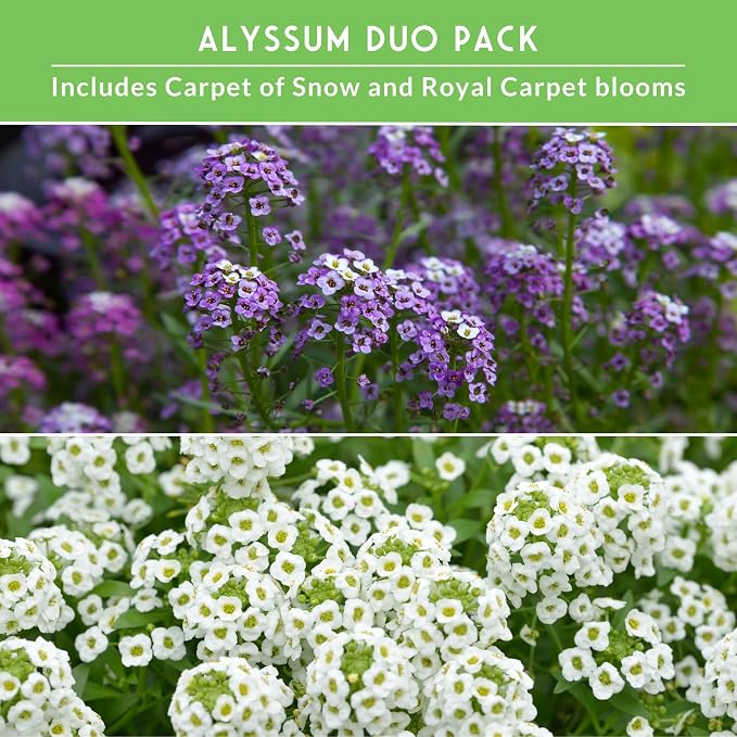Alyssum Seeds for Planting – 2 Varieties | Purple Royal Carpet & White Carpet of Snow Sweet Alyssum – Seed to Plant Fragrant Heirloom Flowers & Ground Cover – Survival Garden Seeds