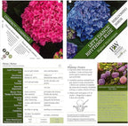 Proven Winners - Hydrangea mac. Let's Dance Blue Jangles (Reblooming hydrangea) Shrub, RB pink or blue, #3 - Size Container