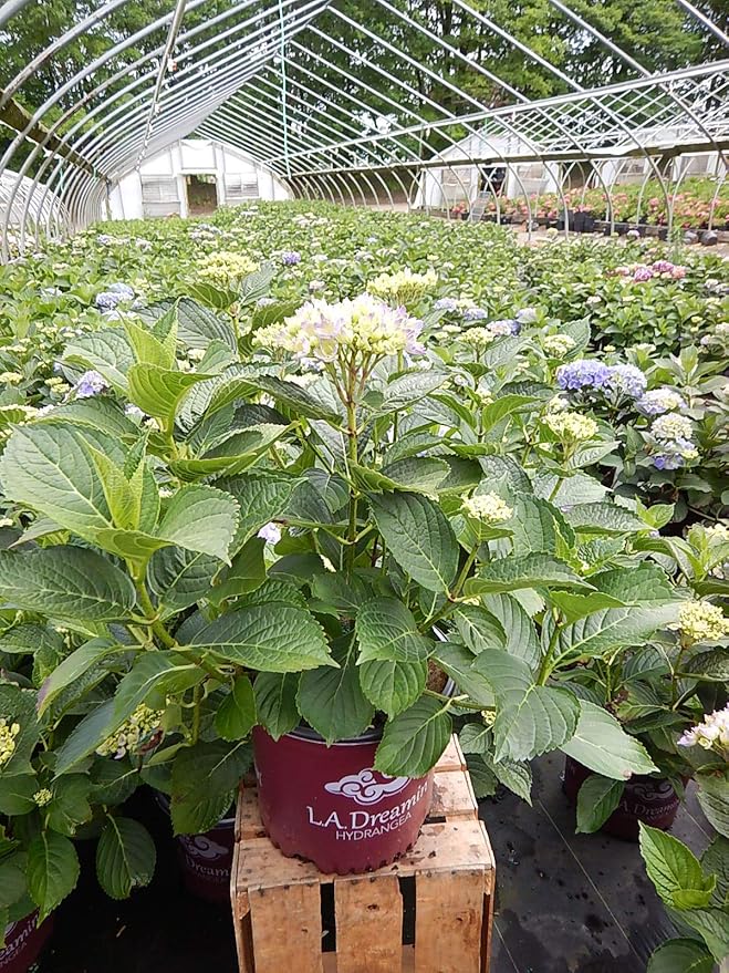 Hydrangea mac. L.A. Dreamin' (Bigleaf Hydrangea) Shrub, RB pink & blue, #3 - Size Container