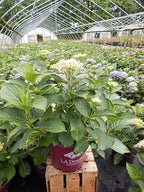 Hydrangea mac. L.A. Dreamin' (Bigleaf Hydrangea) Shrub, RB pink & blue, #3 - Size Container