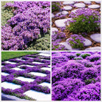 21000+ Creeping Thyme Seeds for Planting Outdoor-Perennial Non-GMO Thymus Serpyllum Magic Carpet Ground Cover Herb Plant in Home Garden