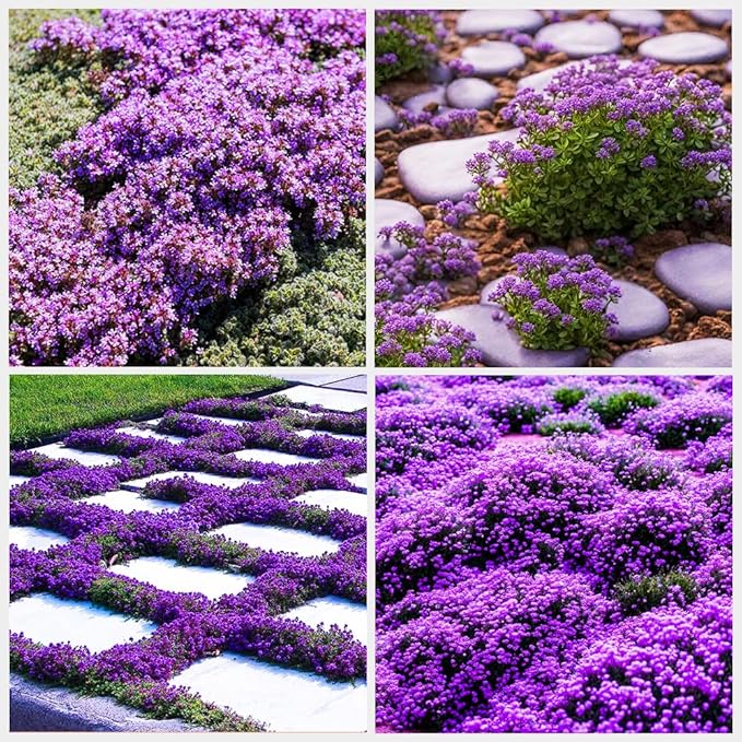 21000+ Creeping Thyme Seeds for Planting Outdoor-Perennial Non-GMO Thymus Serpyllum Magic Carpet Ground Cover Herb Plant in Home Garden