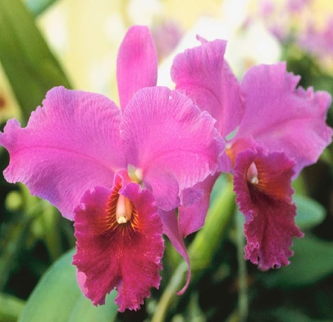 Hawaiian Cattleya Orchid Starter Plant - 6 - 10 Inches Tall, Planted in 2 Inch Pot - no Bloom - Discount HawaiianGIft