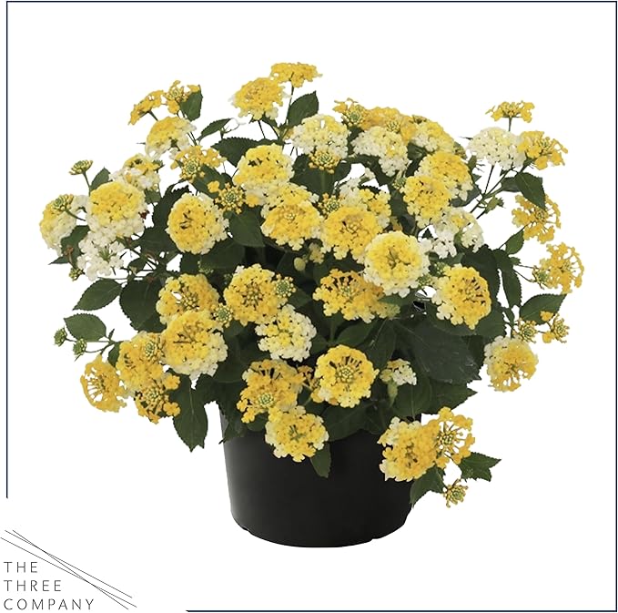 Live Flowering Lantana - Havana Sunshine (2 Plants Per Pack), Healthy Blooming Pollinator, 8" Tall by 5" Wide in 1 Qt Pot