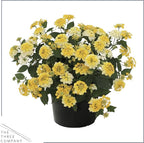 Live Flowering Lantana - Havana Sunshine (2 Plants Per Pack), Healthy Blooming Pollinator, 8" Tall by 5" Wide in 1 Qt Pot