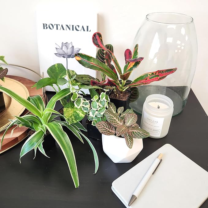 Easy to Grow House Plant Pack (12PK), Grower's Choice Indoor Plants Live Houseplants, Approx. 4" Tall, Pothos, Philodendron, Peperomia, Fern, Low Light Varieties for Home or Office by Plants for Pets