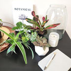 Easy to Grow Houseplants (12 Pack) Live House Plants in Plant Containers, Growers Choice Plant Set in Planters with Potting Soil Mix, Home Décor Planting Kit or Outdoor Garden Gifts by Plants for Pets