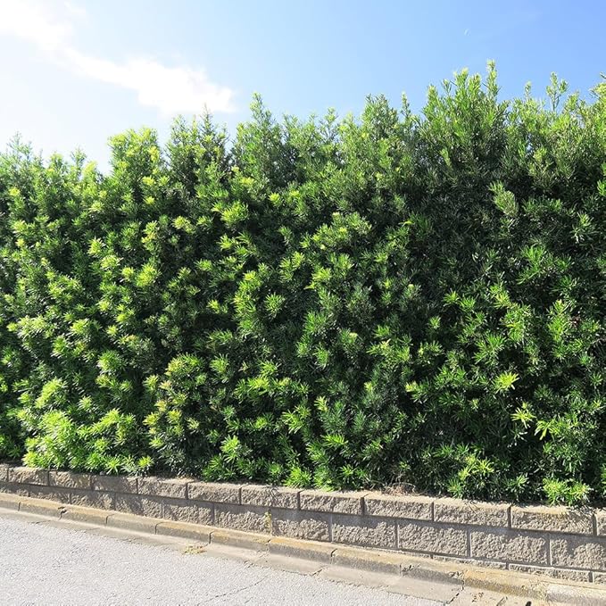 Perfect Plants Podocarpus Maki in 1 Gallon Pot | Live Evergreen Hedge Plant for Outdoor Growing | Japanese Yew Shrub for Privacy & Landscape | Bonsai Tree Starter for Indoor Garden | Full Sun