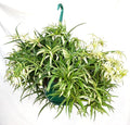 Hawaiian Spider Plant Hanging Basket 10 Inch | Live Houseplant for Indoor Growing | Easy to Care for & Keep Alive