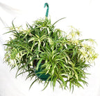 Hawaiian Spider Plant Hanging Basket 10 Inch | Live Houseplant for Indoor Growing | Easy to Care for & Keep Alive