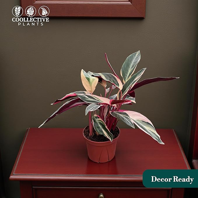 Stromanthe Triostar Live Plant in 6" Pot – Tricolor Indoor Houseplant, Pink Green White Variegated Foliage, Easy Care, Low Maintenance, Pet Friendly