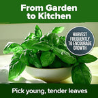 HOME GROWN Genovese Basil Seeds 2 Pack - 3500 Non GMO Heirloom Basil Seeds for Planting (Ocimum basilicum) - Herb Seeds for Indoor & Outdoor Gardening - Grow for Culinary Use