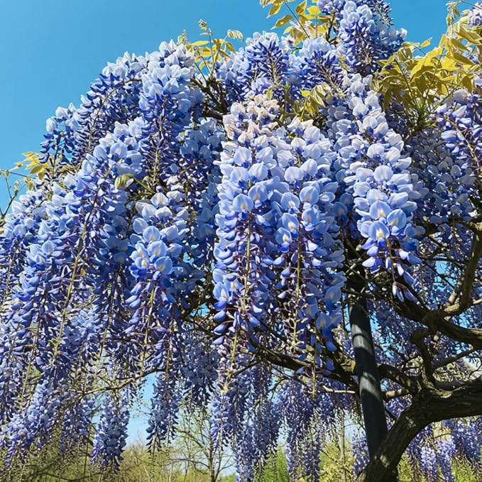 Blue Moon Wisteria Live Tree Seedling – 1 Healthy Plant for Planting – Fast-Growing Vine with Fragrant Lavender-Blue Blooms – Ideal for Trellises, Arbors, and Garden Landscaping