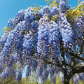 Beautiful Blue Moon Wisteria, Vine Plant, Attracts Hummingbirds, Potted Plant Fragrant Flowrs, in Dormancy (1-2 Feet). not for Sale California