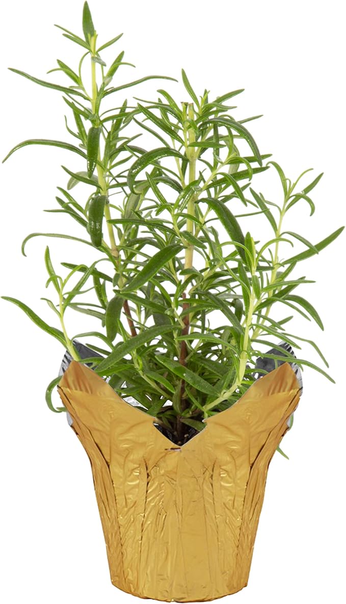 Live Aromatic and Healthy Herb - Rosemary, Improves Breathing, Wrapped in Deco Cover, 14" Tall by 6" Wide in 1.25 Quart Pot