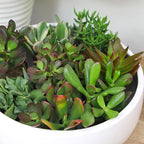 Altman Plants Live Jade Plant Collection (8PK), Classic Jade Plants in 2.5" Pots, Mini Succulents, Sunset Jade, Live Succulents, Crassula Ovata, Variegated Live Plants & House Plants in Succulent Soil