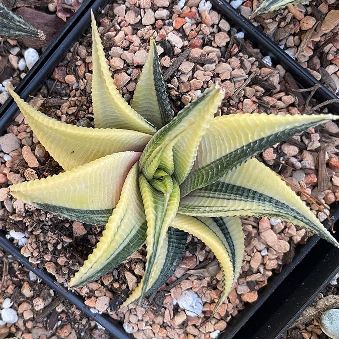 Rare Haworthia Limifolia variegata Succulent Plants – Unique Live Indoor Plants | Low-Maintenance | Great for Collectors, Home, Office, and Gifts