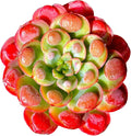 FWPP Live Succulents Plants,Echeveria Succulents Live Plants Rain Drops 2.5 inches Red Rare Plants,Bare Root Without Pot Soil,Live Plants Indoor Party Wedding Garden House Decor Friend Gift