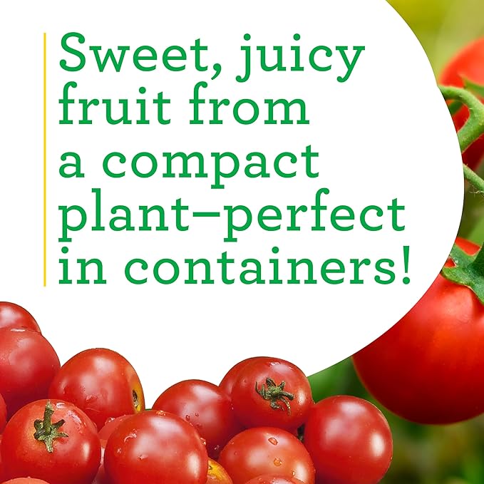Bonnie Plants Husky Red Cherry Tomato Plugs, Live Plants, Ideal for Containers, Raised Beds, and In-Ground Gardens, Sweet Cherry Tomato Good for Fresh Eating and Cooking, 3 Cubic in., 6-Pack