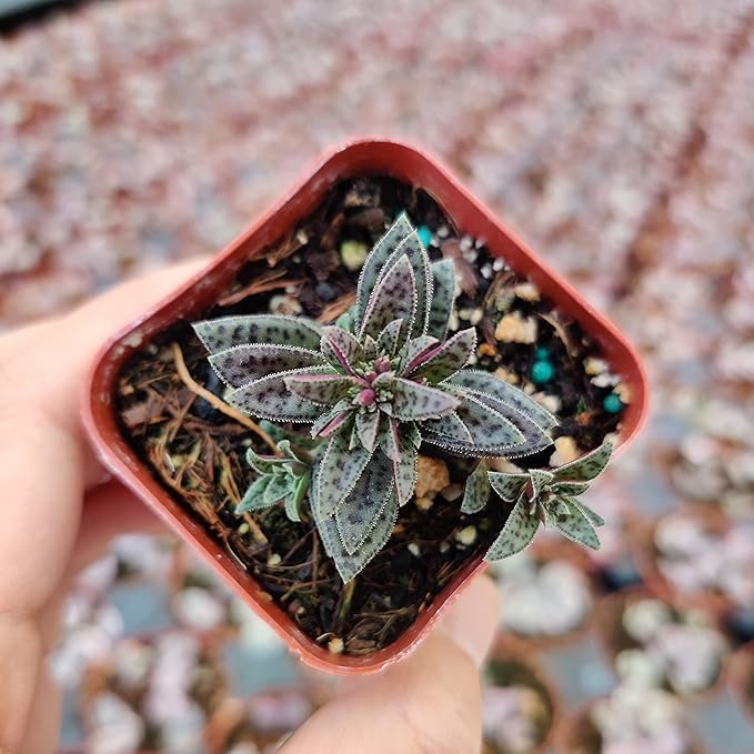 Live Succulent Cactus Plants from USKC (2" Pot) (Crassula Tiger Jade)