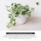 California Tropicals Pothos 'N Joy - 4" Live Plant - Variegated White and Green Leaves - Easy to Care for - Perfect for Home Decor, Gifts, and Office -