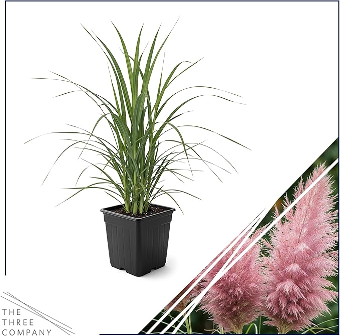 Live Ornamental Pampas Grass (Cortaderia selloana) - Pink - Perennial Accent Plant - 10" Tall by 5" Wide in 1.5 Qt Pot