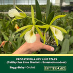 Better-Gro Easy-Growing Brassavola Hybrid, Procatavola Key Lime Stars, 4" Live Plant, Blooms in 6-12 Months with Proper Care, White and Green Star-Shaped Bloom, Fragrant, Selected by Master Growers