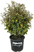 Olive Martini Eleagnus - 3 gal - Evergreen Shrub - Variegated Green-Golden Foliage - Spring Summer White Flowers - Vigorous - Zones 6-9 - Elaeagnus x 'Viveleg' PP20177-3 Gallon Pot