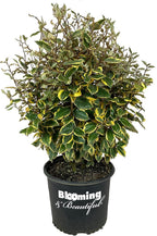 Olive Martini Eleagnus - 3 gal - Evergreen Shrub - Variegated Green-Golden Foliage - Spring Summer White Flowers - Vigorous - Zones 6-9 - Elaeagnus x 'Viveleg' PP20177-3 Gallon Pot
