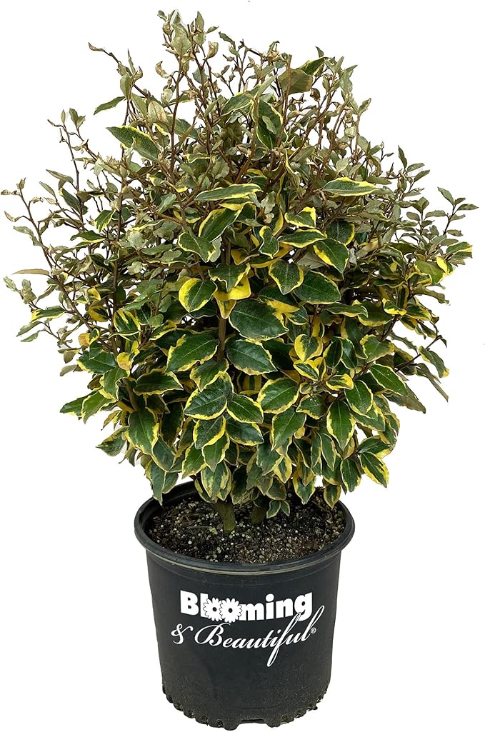 Olive Martini Eleagnus - 3 gal - Evergreen Shrub - Variegated Green-Golden Foliage - Spring Summer White Flowers - Vigorous - Zones 6-9 - Elaeagnus x 'Viveleg' PP20177-3 Gallon Pot