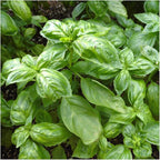 Seed Needs Culinary Basil Herb Seed Packet Collection (8 Individual Basil Seed Varieties for Planting) Non-GMO & Untreated Kitchen Herbs to Plant Indoors/Outdoors